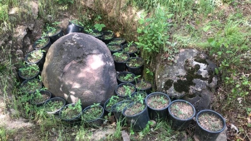 Fındıklık bahçesinde 441 kök yasa dışı hint keneviri ele geçirildi
