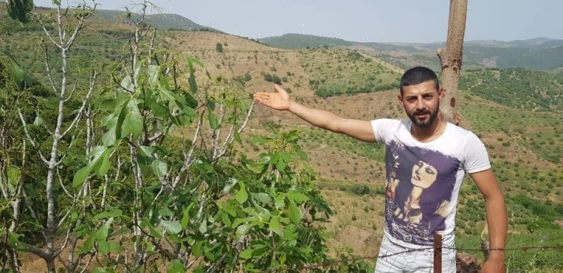 Çekirgeler şimdi de dağ köylerinde
