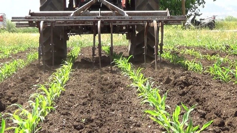 Kısıtlamadan muaf çiftçiler sıcağa rağmen iş başında
