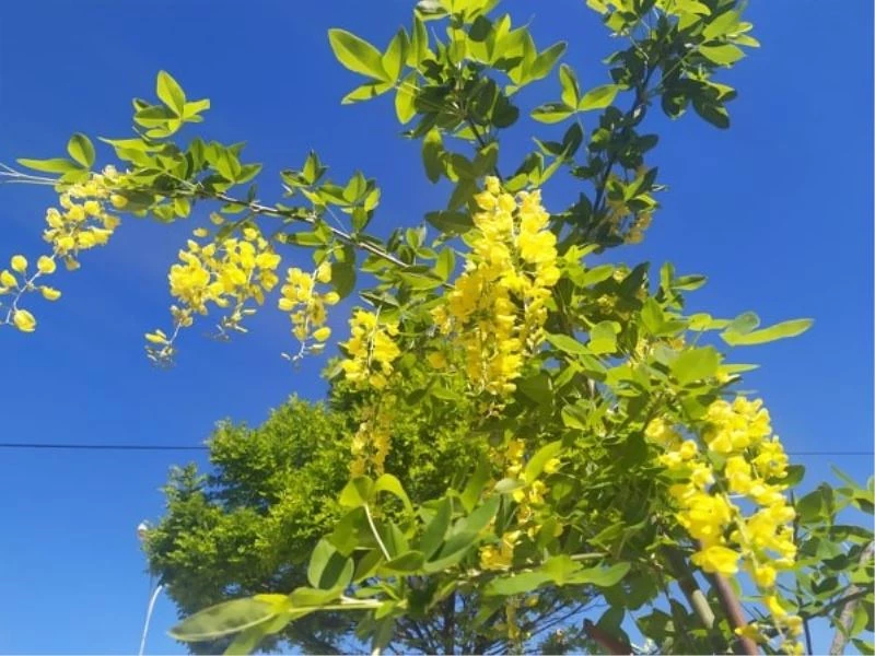 Arıların bal üretmesi için akasya ağaçlarına aşı yapıyor
