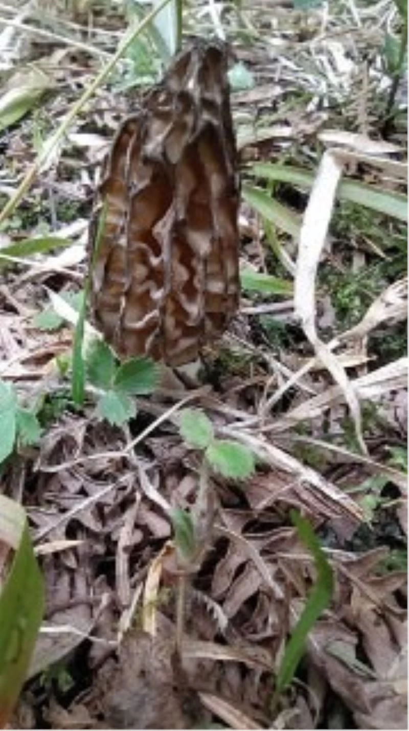 Bağışıklık sistemi güçlendiren bu mantar etten daha pahalı
