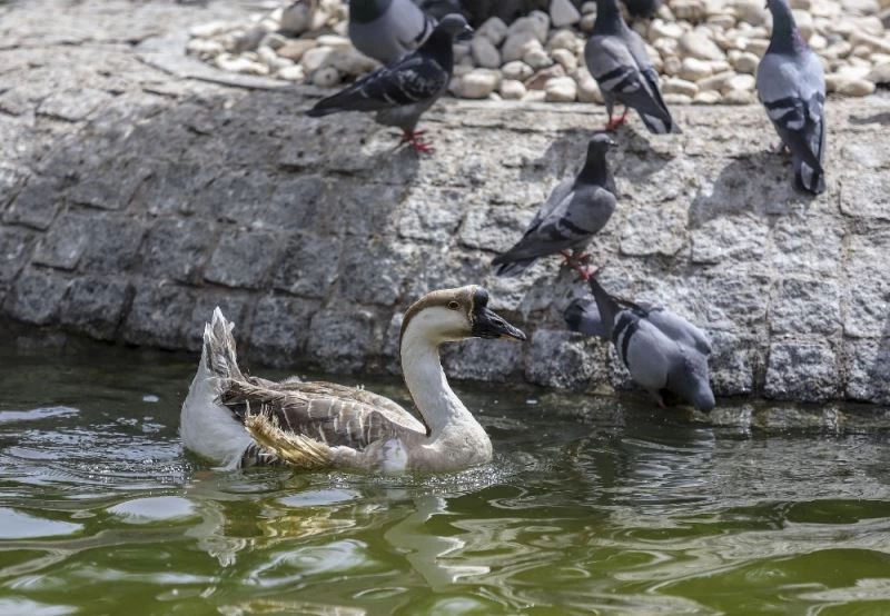 Ankara’da sıcaklık 30 derecenin üstünde
