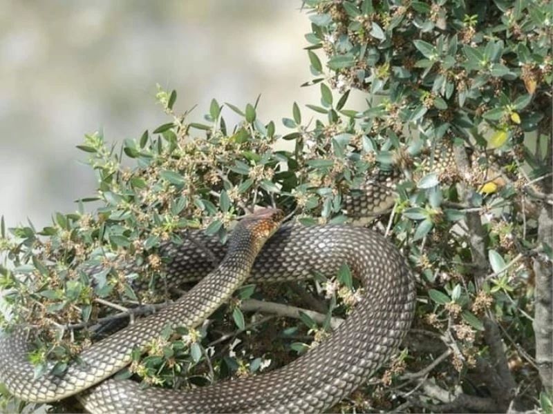 Görülünce korkulan bu yılan, tam bir çiftçi dostu çıktı

