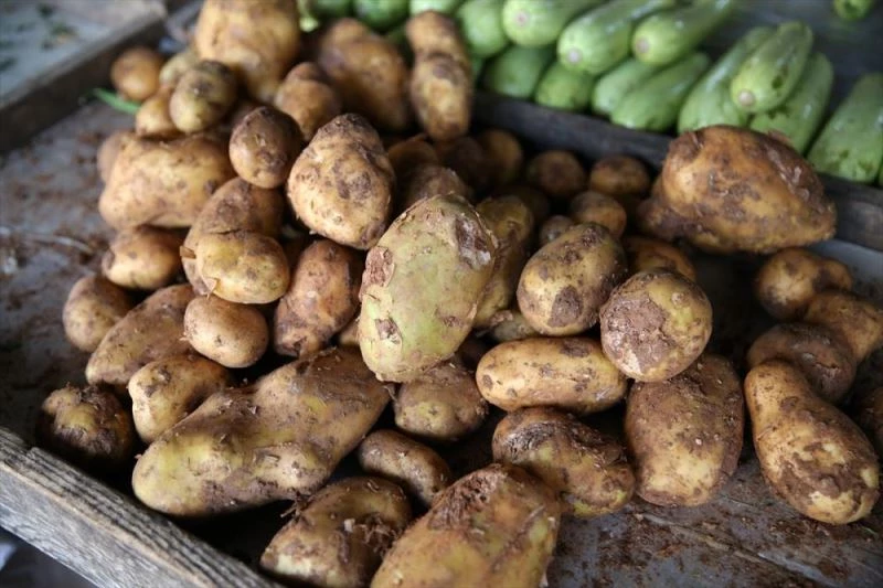 Patateste 50 bin tonluk dış satım izni üreticileri sevindirdi