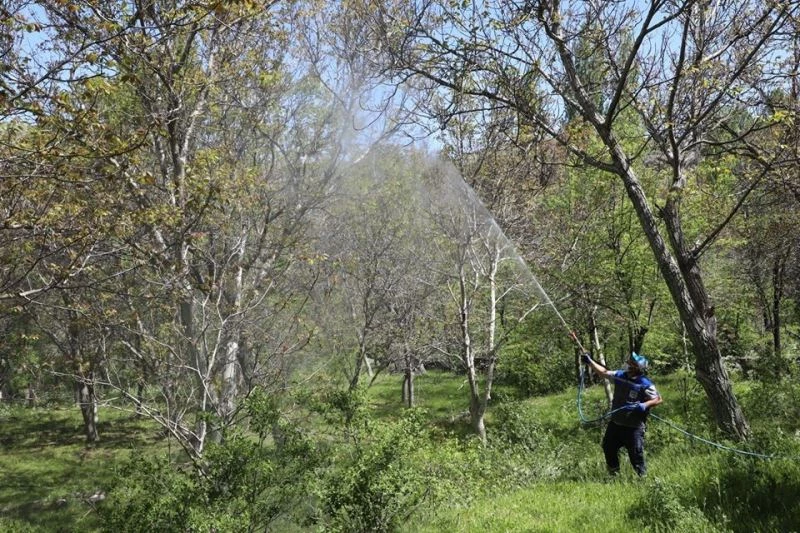 Gesi’de ceviz ağaçları ilaçlandı
