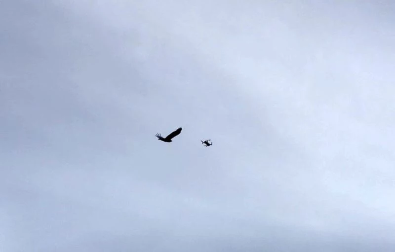 Karganın droneye saldırısı renkli görüntülere sahne oldu
