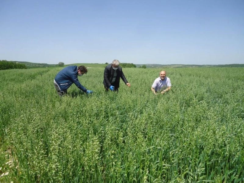 Yulaf ve aspir demonstrasyon kontrolleri yapıldı
