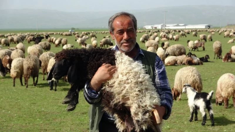 Kuzuların anneleriyle renkli buluşması
