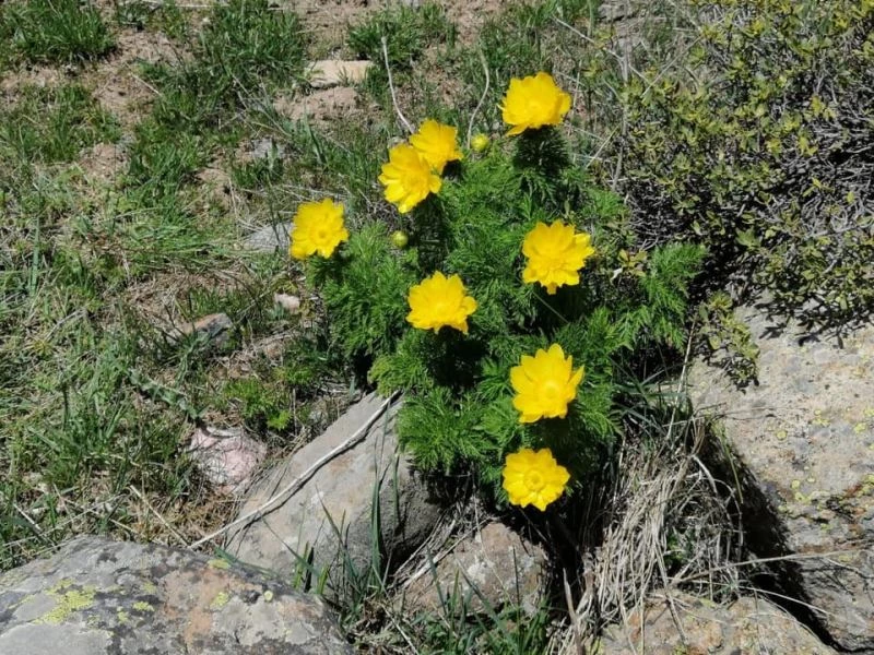 İzine 150 yıl sonra rastlanan sarı dağ gülü yeniden açtı
