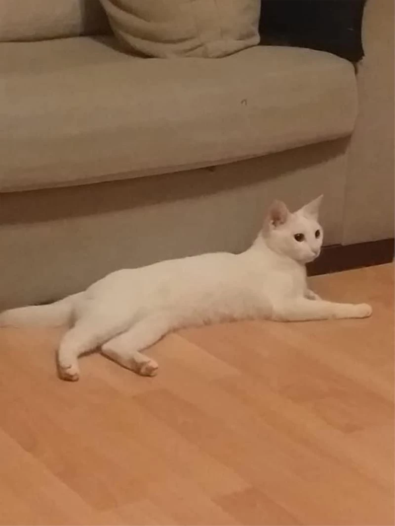 Kedisine zulmeden şahsa 950 lira para cezası
