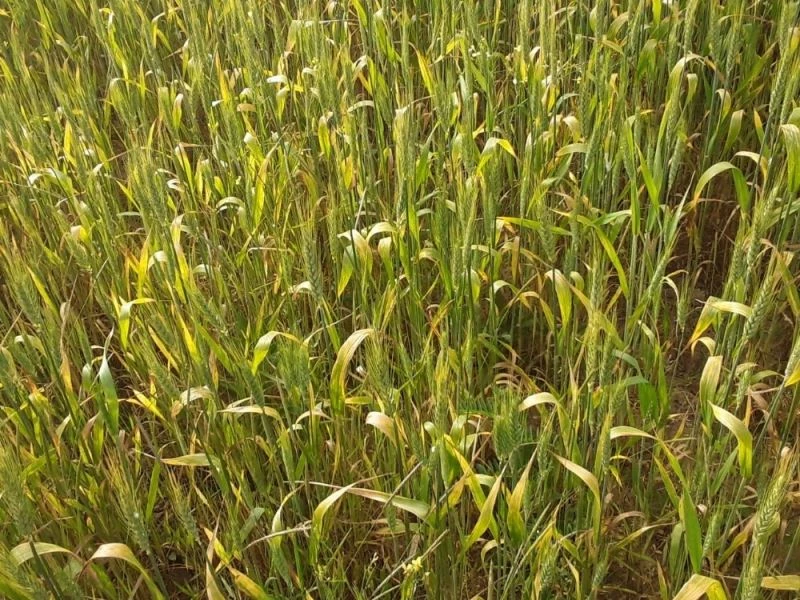 Sinop’taki buğday tarlalarından hastalık yayılımı
