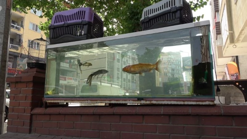 27 yaşındaki ‘koi’ balığı görenleri şaşkına çeviriyor
