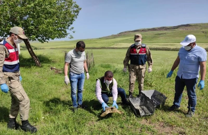 Mehmetçik, nesli tükenme tehlikesinde olan Fırat Kaplumbağasına hayat oldu
