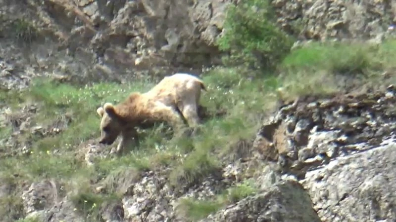 Boz ayı su içmek için Çoruh vadisine indi
