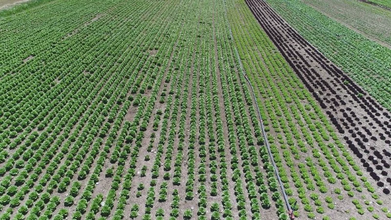Konya çiftçisinin marul üretim hedefi yükseliyor

