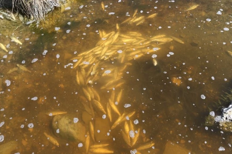 Van’daki balıkların yüksek su sıcaklığından öldüğü tespit edildi
