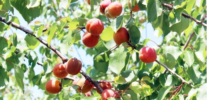 Zeytine alternatif ürettiği kayısının yüzde 85’ini ihraç ediyor
