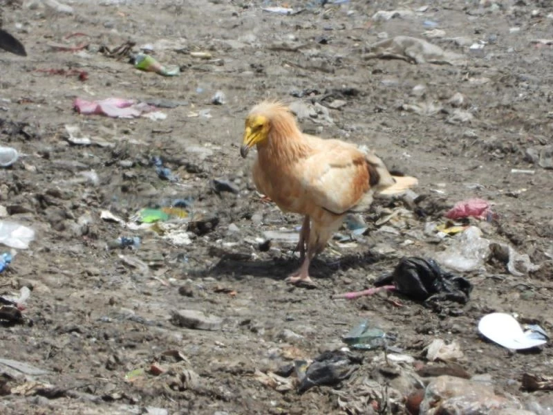 Tunceli’de ilk defa 