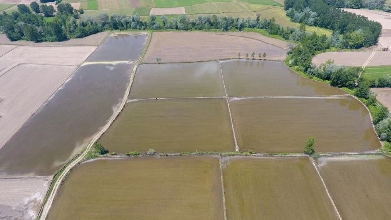 Türkiye’nin en kuzeyi Sinop’ta çeltik ekimi başladı
