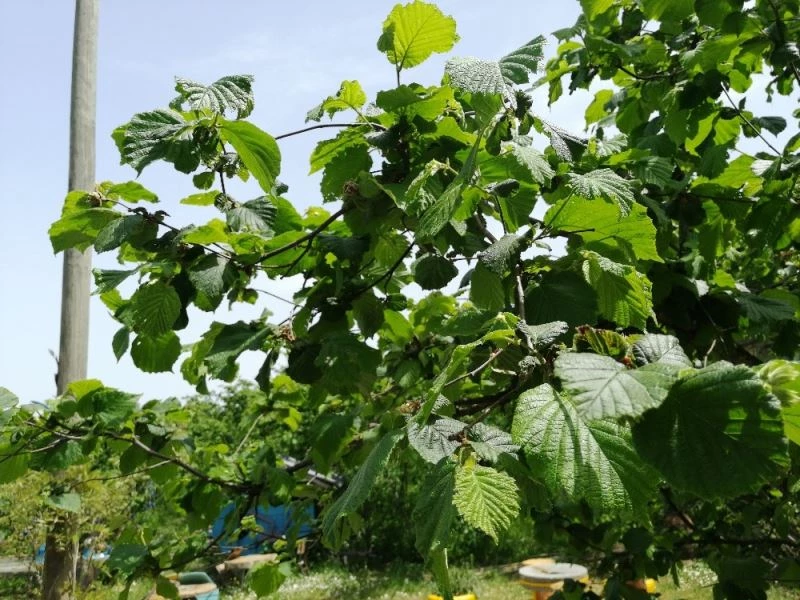 Fındıkta korkulan olmadı
