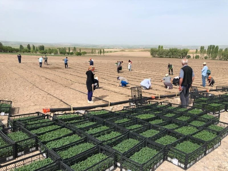Büyükşehire ait tarım arazilerinde üretim başladı

