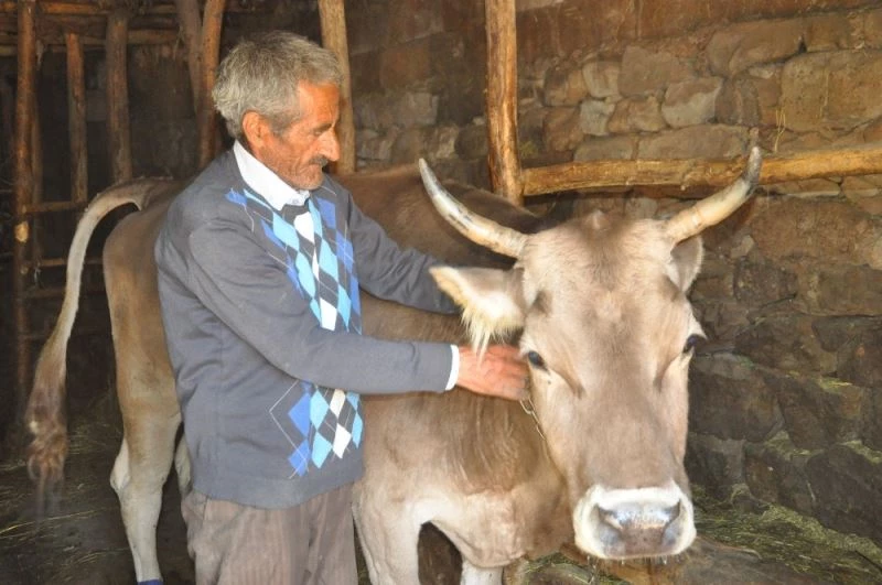 Bataklığa saplanan hayvanına kavuşan Atasoy’un mutluluğu

