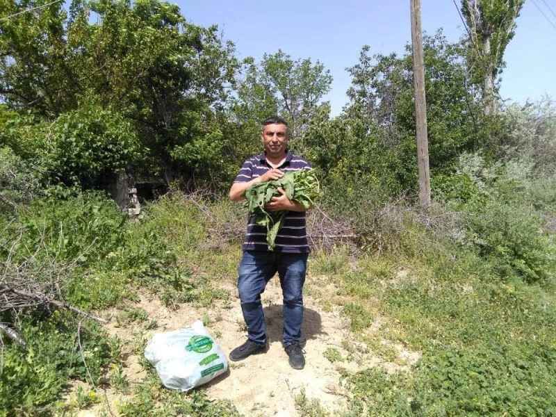 Doğada kendiliğinden yetişen efelik otu sofraların vazgeçilmezi oldu

