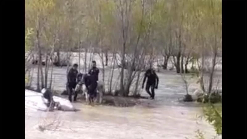 Aras Nehri’ne düşen danayı AFAD kurtardı
