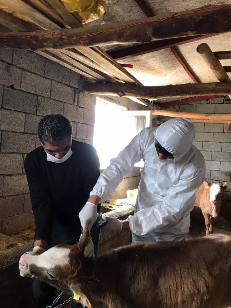 Büyük ve küçükbaş hayvanlarda kimliklendirme çalışmaları devam ediyor
