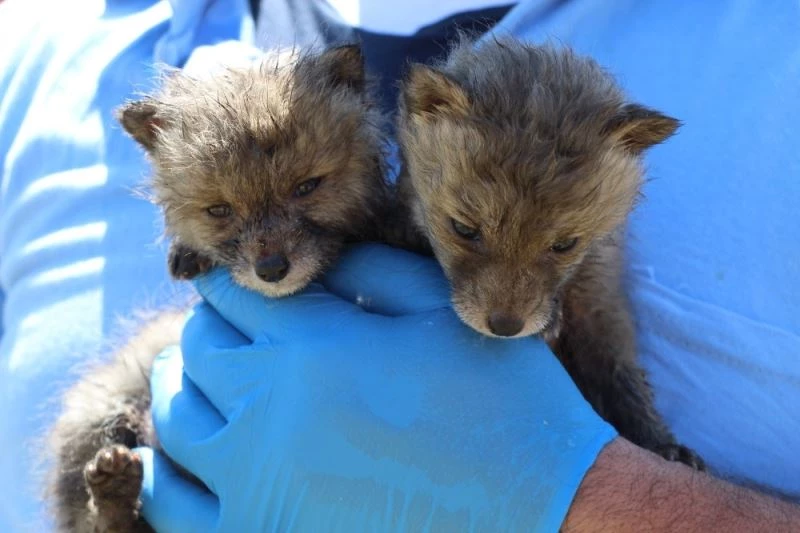 Tilki yavrusu zannettiler, gerçek barınakta ortaya çıktı
