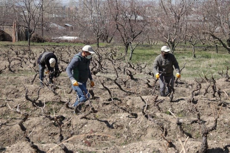3 bin yıllık Erciş üzümünü yaygınlaştırma çalışması
