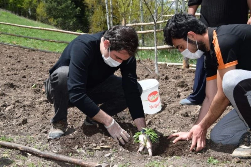 Kaymakam Mete, Al Köyünde sebze fidesi dikimine katıldı

