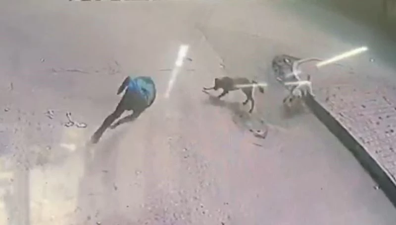 Köpekler bir anda saldırdı, genç ne yapacağını şaşırdı

