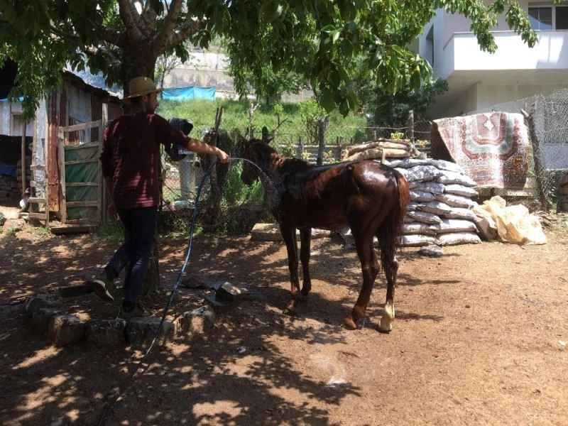 Hayvanlarını sıcaklardan yıkayarak koruyorlar
