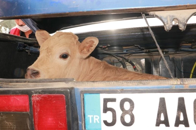 Hurdaya dönen araçtan 3 yaralı çıktı, bagajdaki buzağı olup bitenleri izledi
