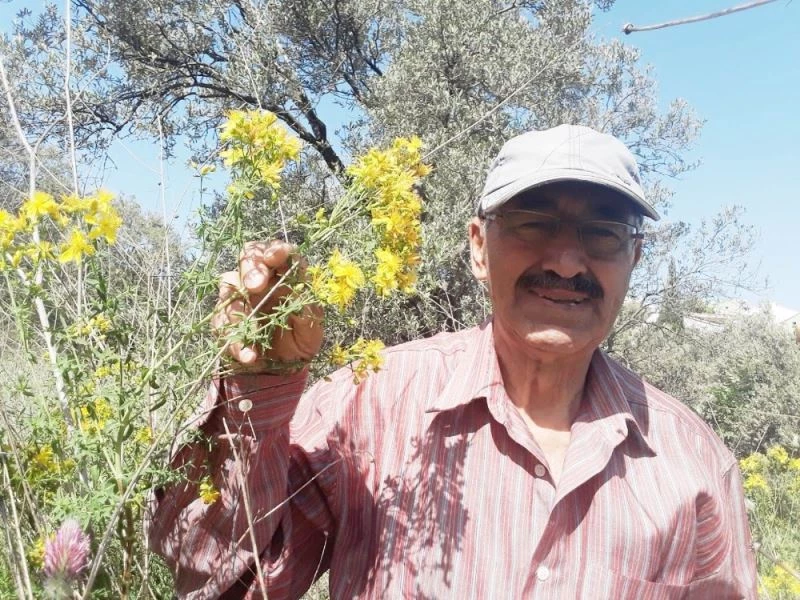 Burhaniye’de kantaron çiçeği hasadına başlandı
