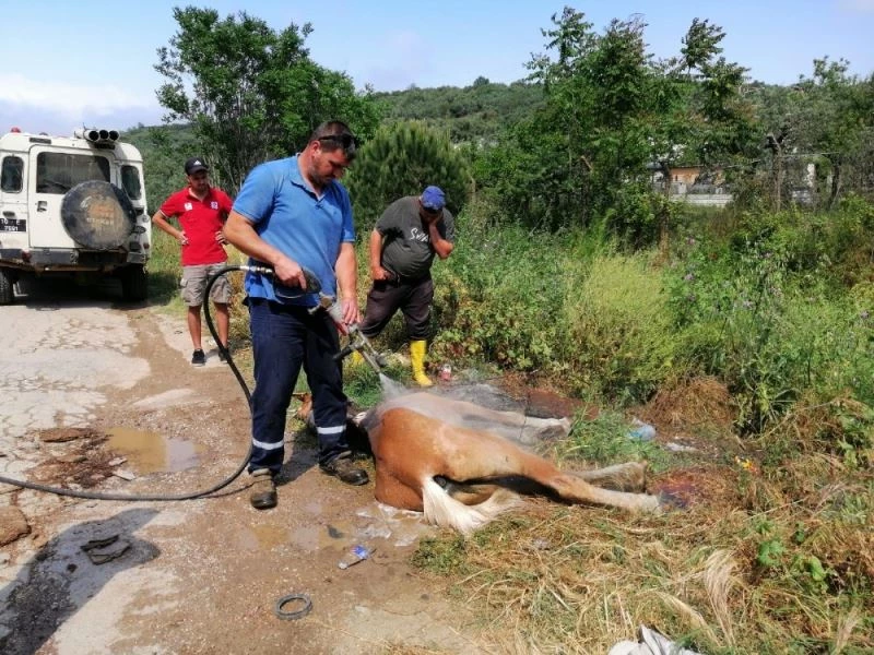 Erdek’te motosikletin arkasına bağlanan at telef oldu
