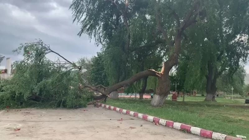 Şiddetli rüzgar ağacı ikiye böldü
