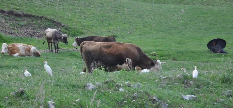 Kars’ta sığır balıkçılı görüldü
