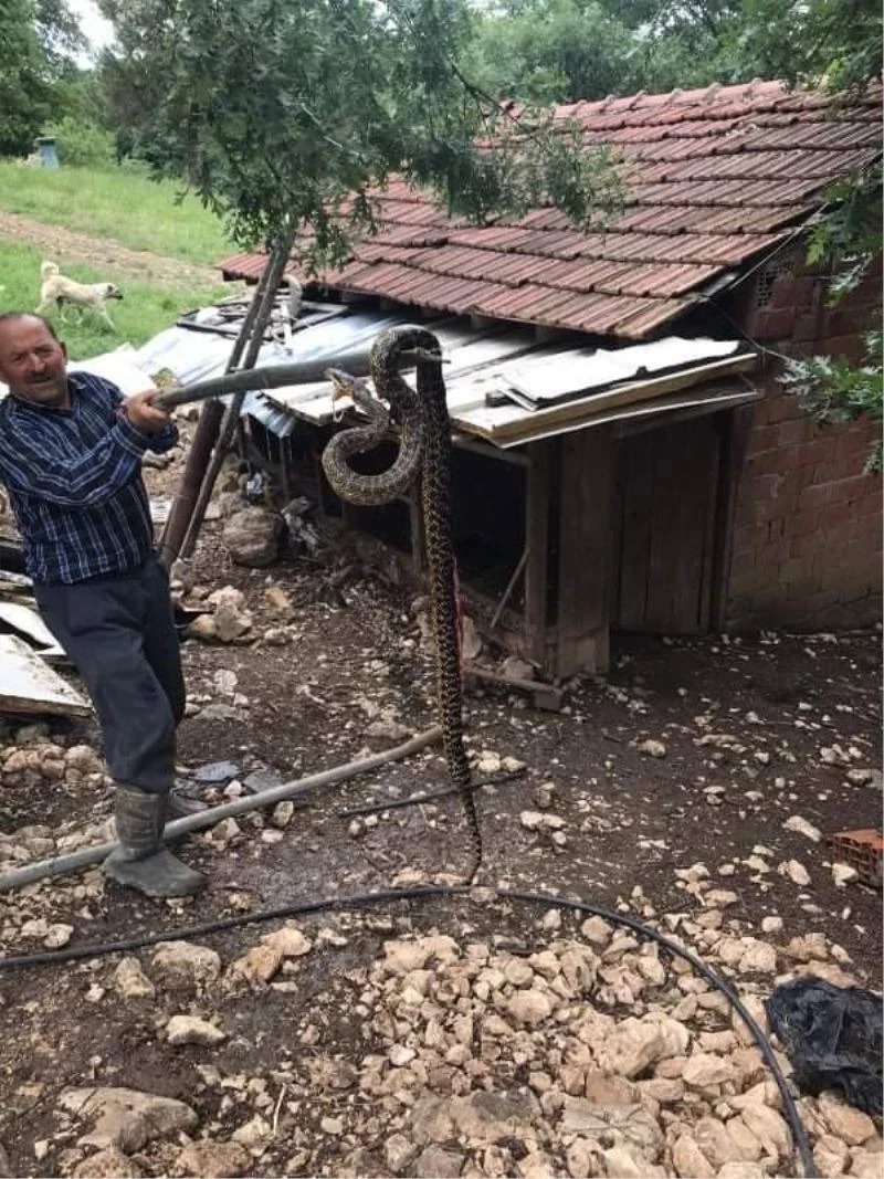 Kümesten 2,5 metrelik yılan çıktı

