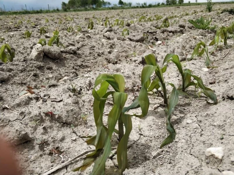 Afyonkarahisar’daki tarım arazileri dondan büyük zarar gördü
