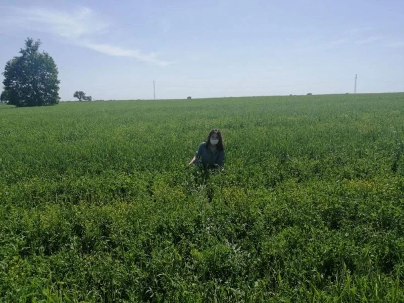Pınarhisar’da yem bitkisi kontrolleri
