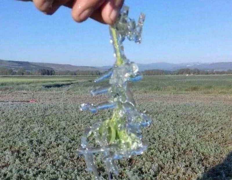 Kütahya İl Tarım Müdürü Özçalık: 