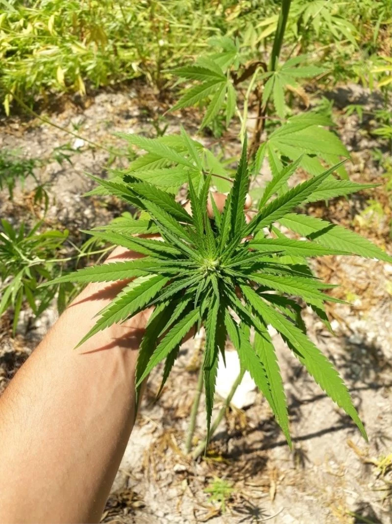 Kenevirleri sularken suçüstü yakalandı
