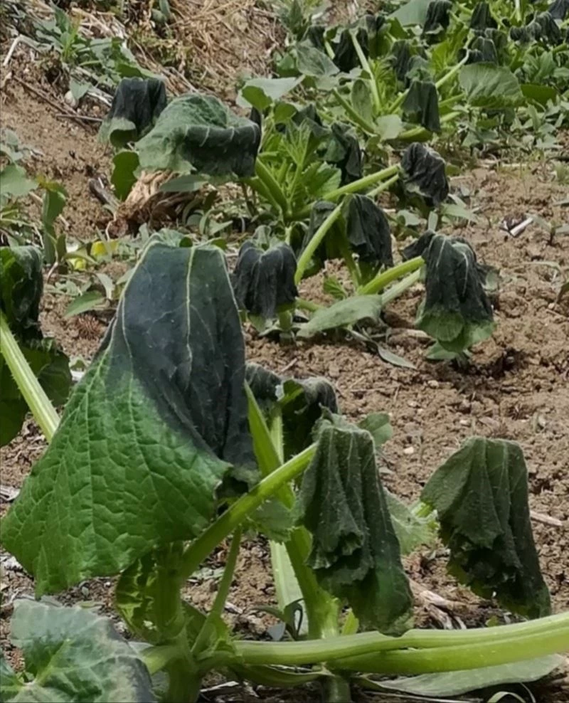 Tarımsal ürünleri kırağı vurdu, çiftçi strese girdi
