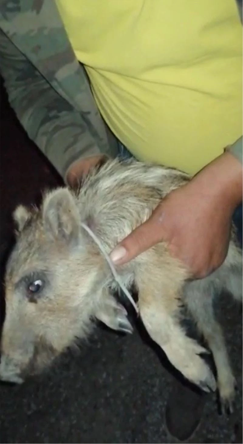 Yavru domuzun boynundaki kelepçeyi çıkarmak için seferber oldular
