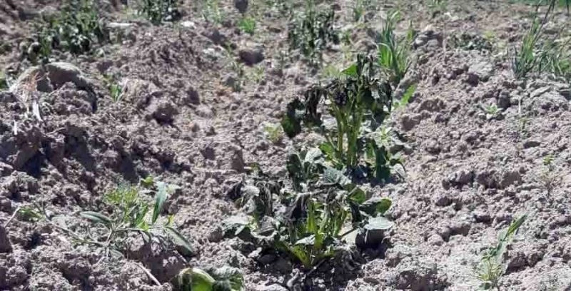 Nallıhan’a ekinleri soğuk vurdu
