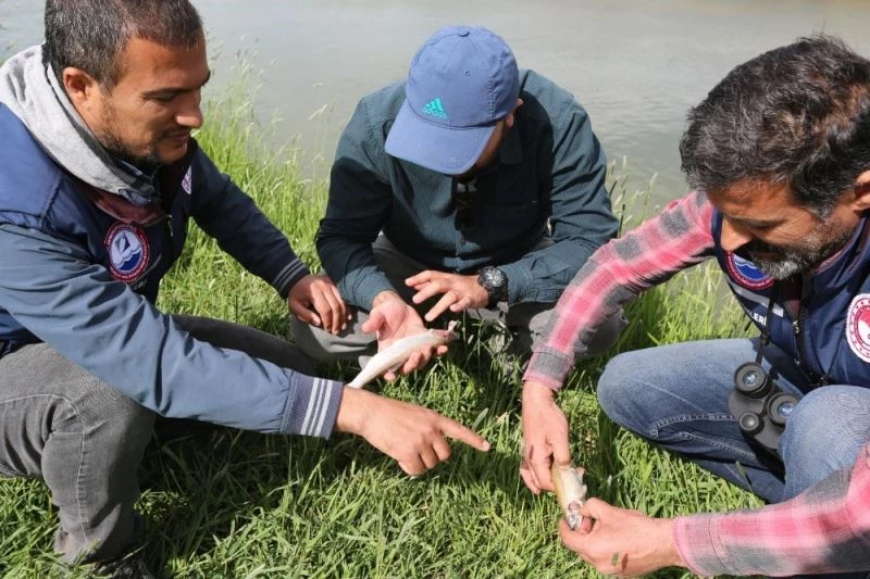 İnci kefalleri göç yolunda öldü

