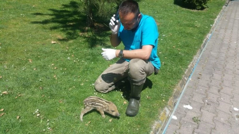 Annesi öldürülen yavru domuz sütle beslenecek
