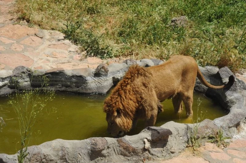 Hayvanat bahçesi sakinleri ziyaretçilerini özledi
